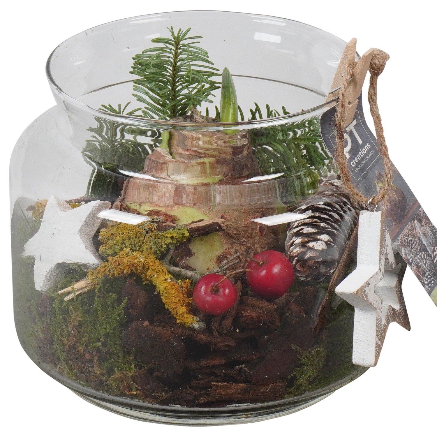 PTACH5926 Arrangement Amaryllis Christmas in glazen vaas, D 16 cm