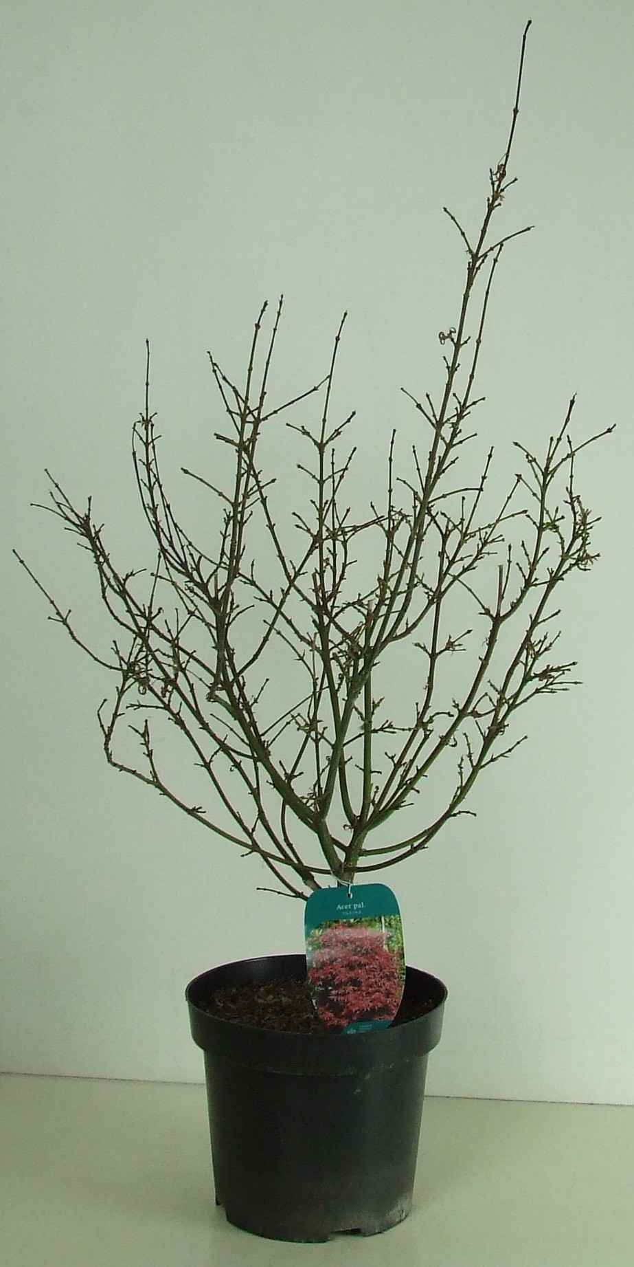 Acer palmatum 'Shaina' P26, D 26