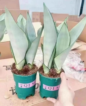 Сансевиерия 0.25 Галлон Пот Вайт Йулан Магнолиа 12 30