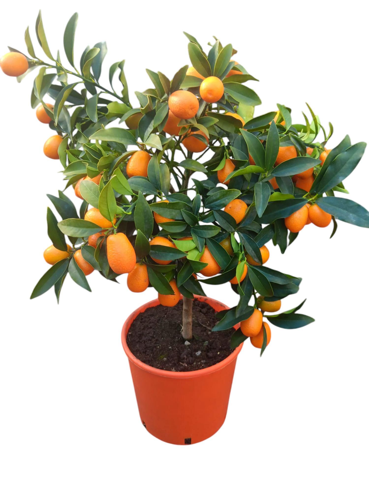 citrus kumquat, D 20