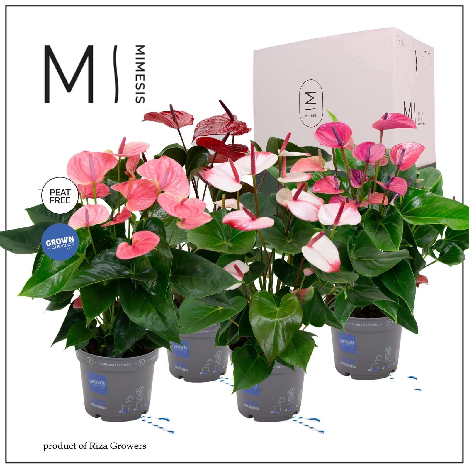 Mimesis Anthurium KARMA Fan Mix - 17cm, D 17