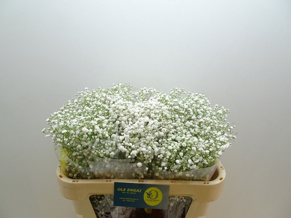 Гипсофила Экселенс 70, шт.