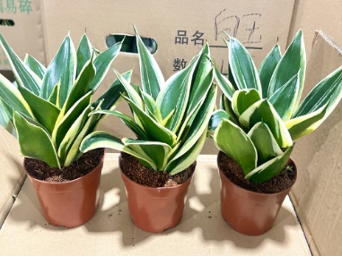 Сансевиерия Премиум Ред Пот А Грейд Каттлейа Орхидея 12 23