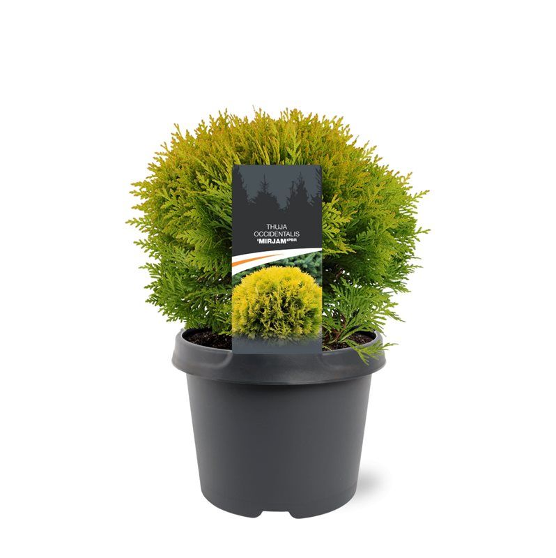 Thuja occidentalis 'Mirjam' (pbr), D 19