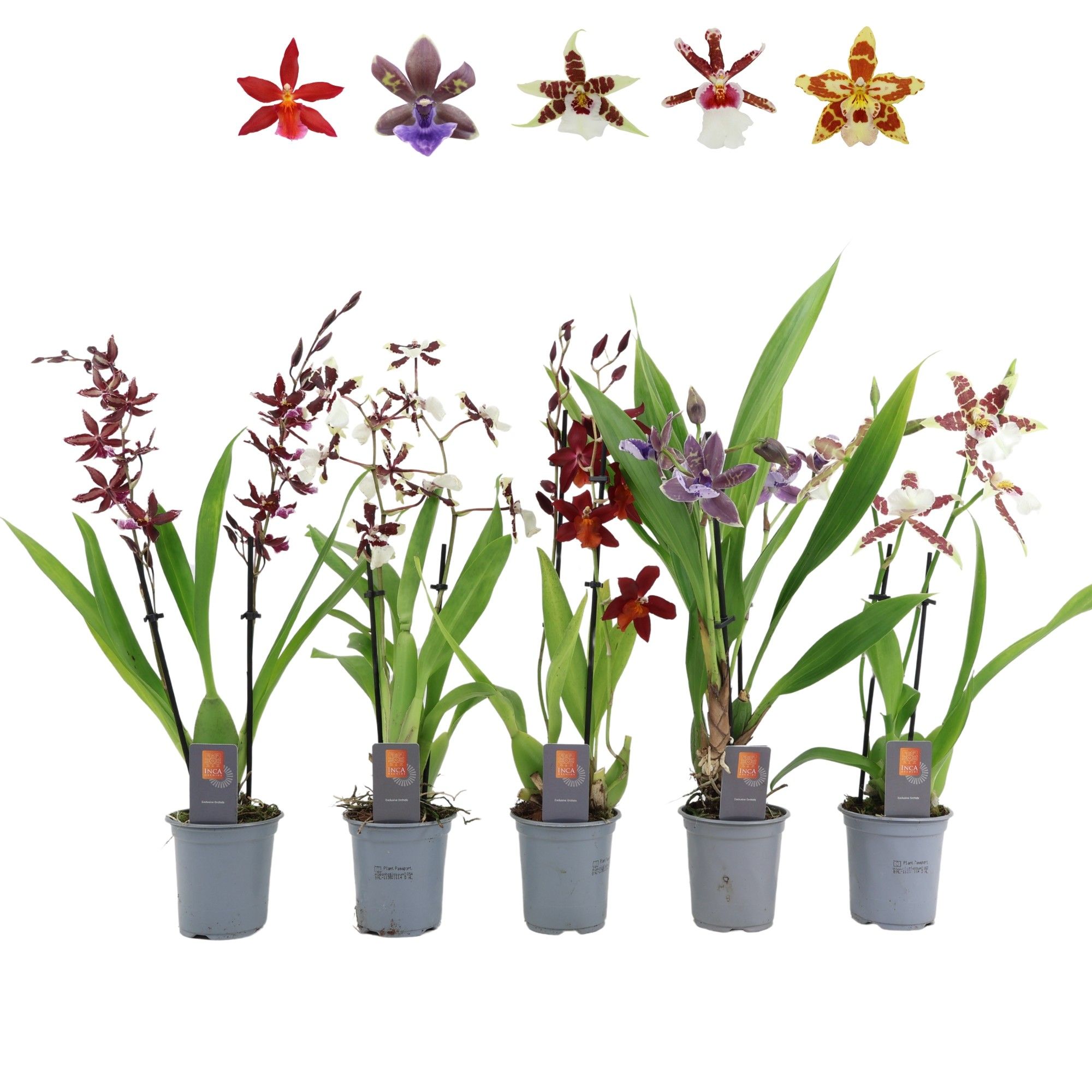 Inca Orchid mix 2 spike 9cm, D 9