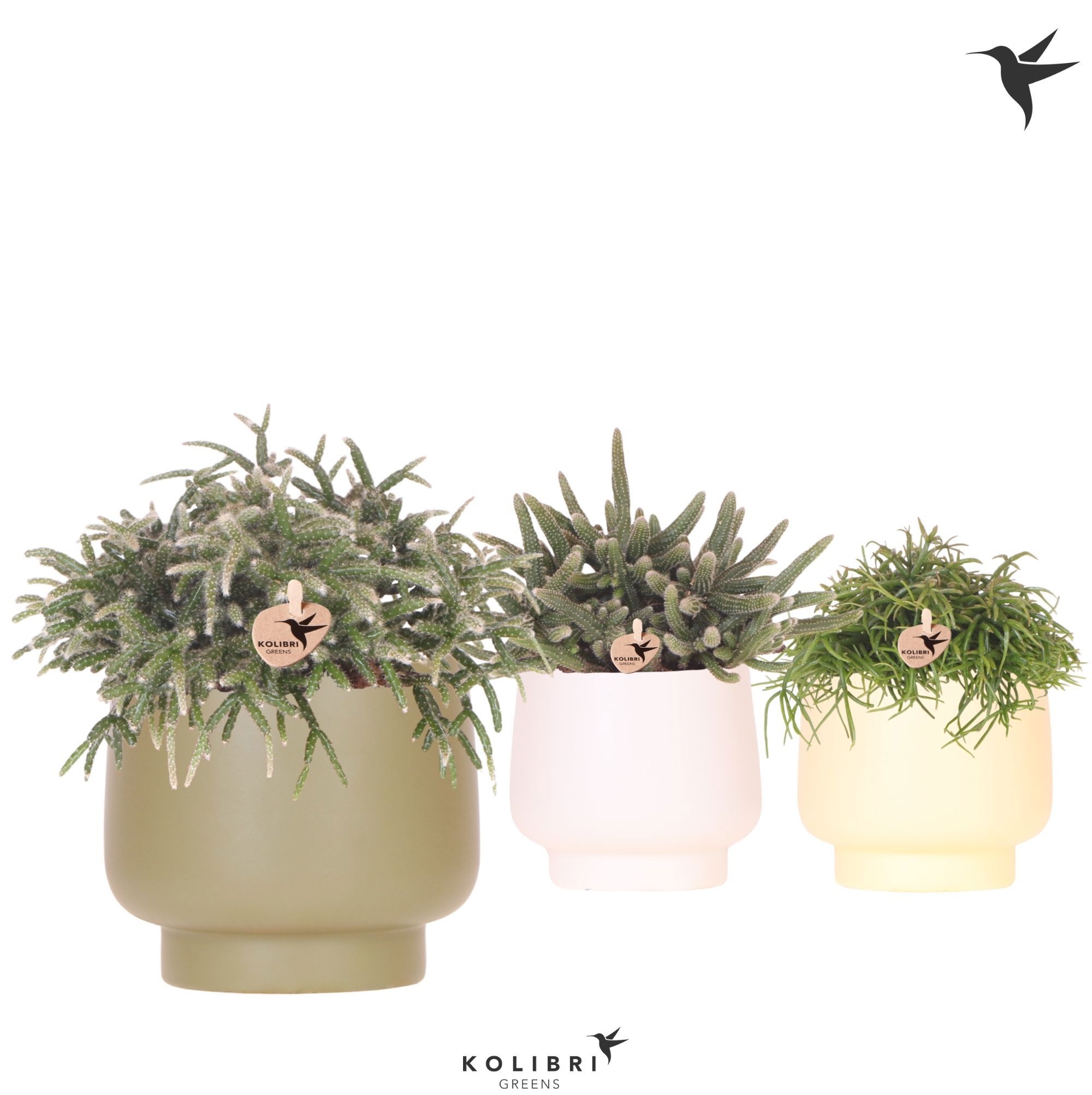Kolibri Greens Rhipsalis mix in Scandic pot green mix, D 12