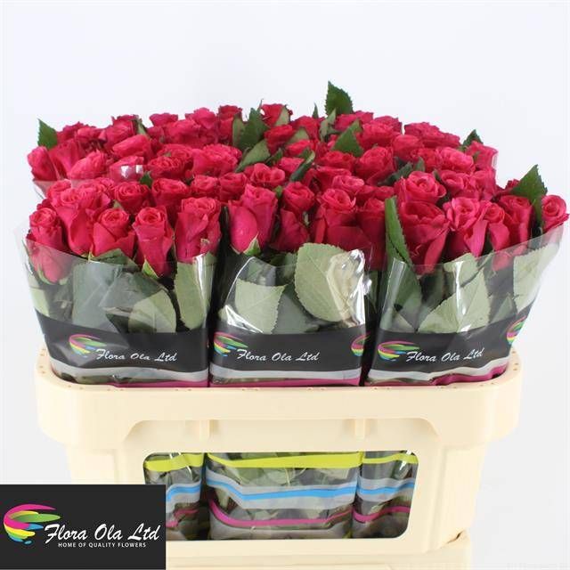 Роза од. Такази+ 70, шт.