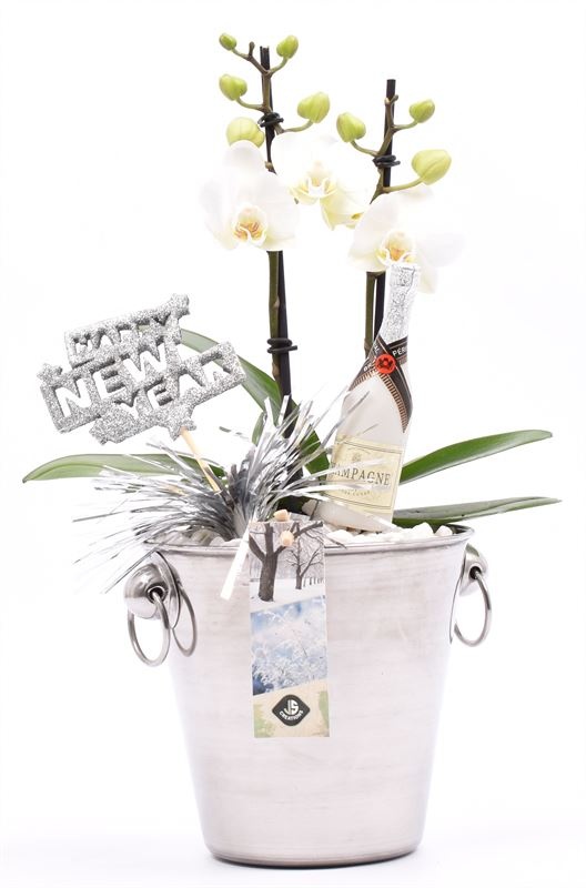 Champagnekoeler zilver 14 cm, D 14