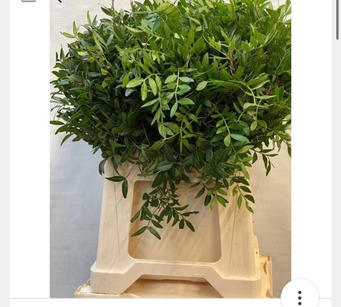 Писташ Овериг за пучок 60 (зел.), пуч.