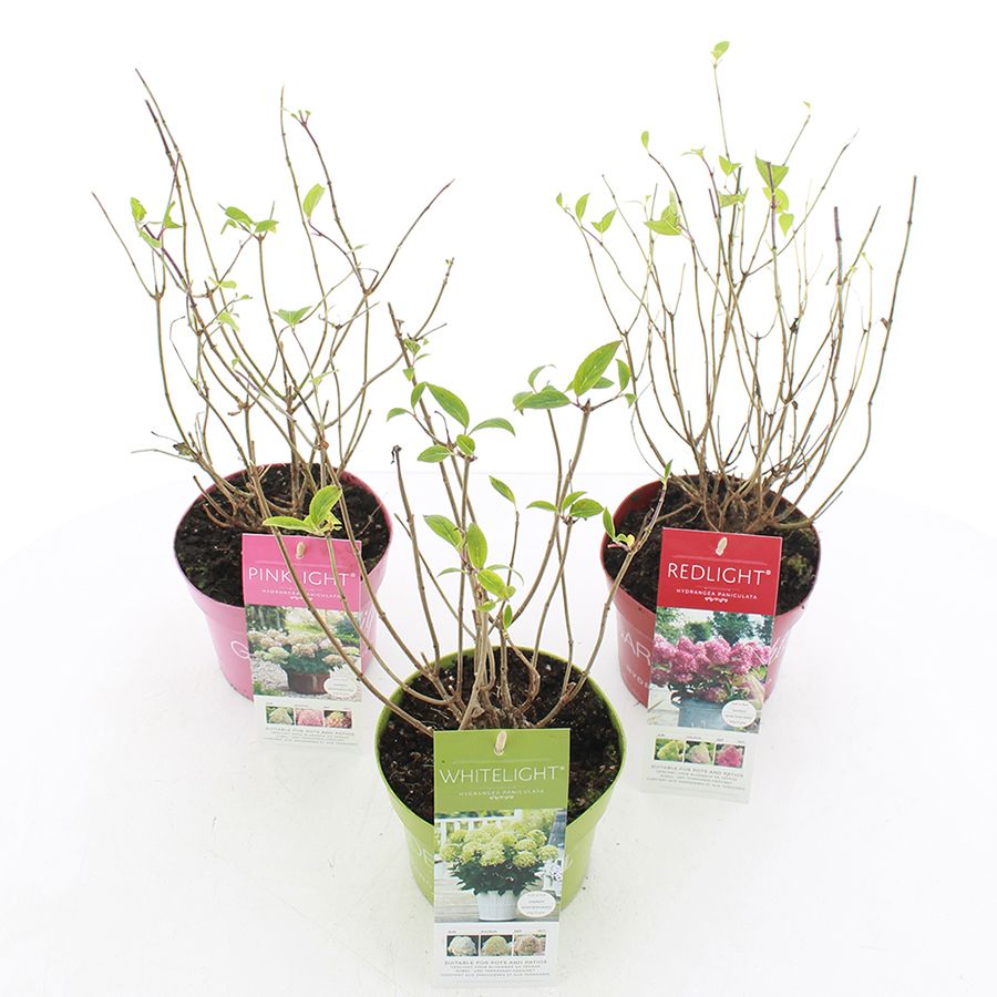 Hydrangea pan. Garden Lights® MIX C2 (17cm.), D 17