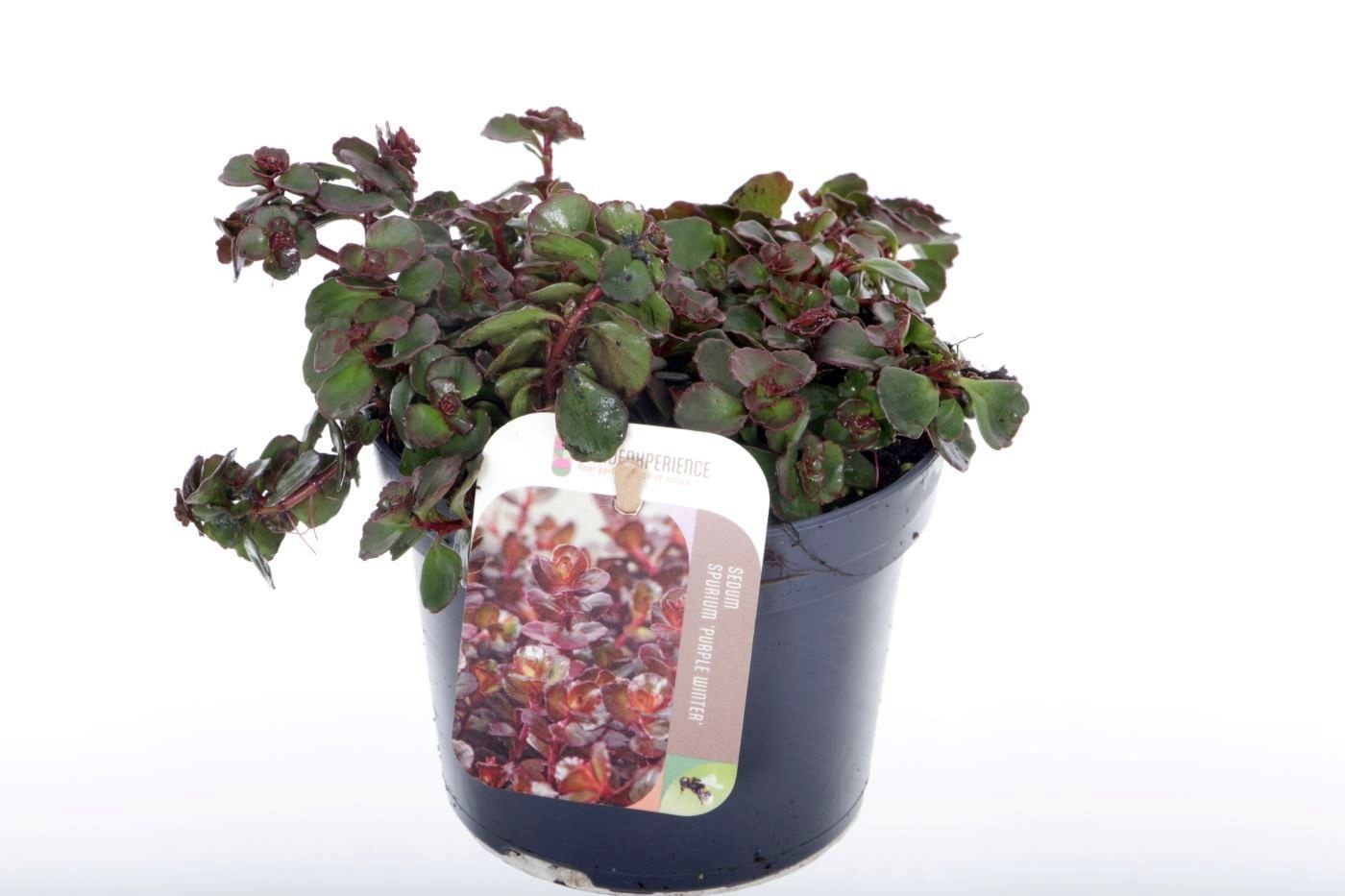 Sedum spurium Purple winter, D 13