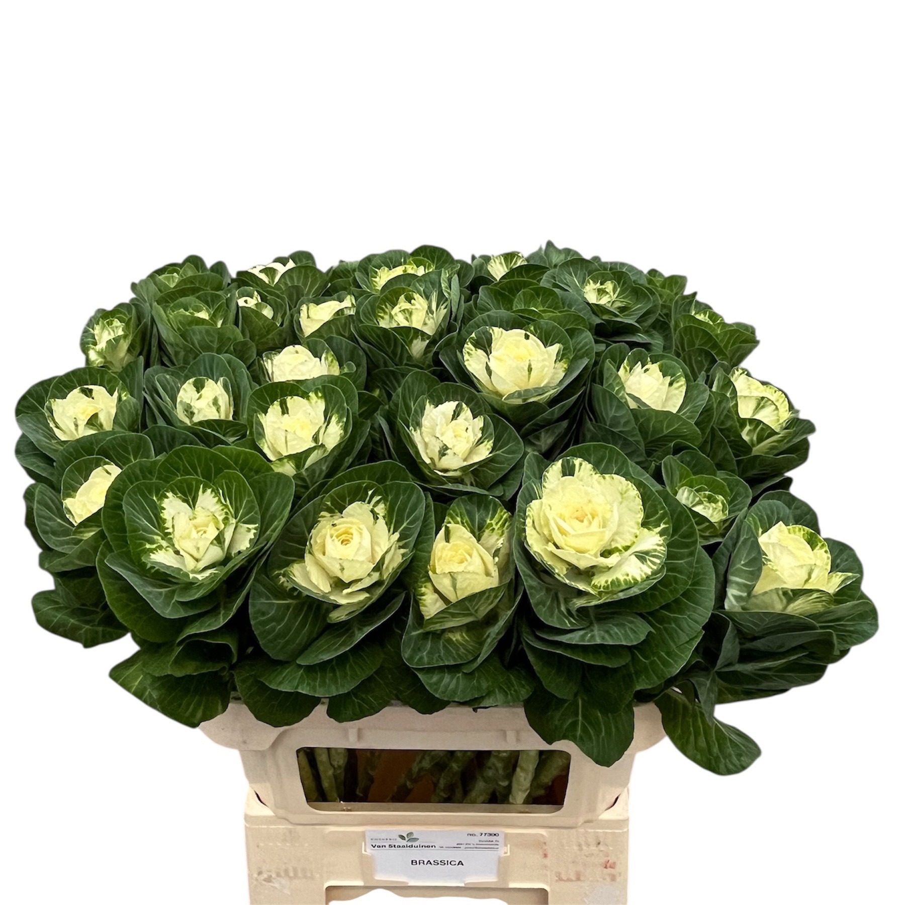 Брассика Вайт Крэйн 80, шт.