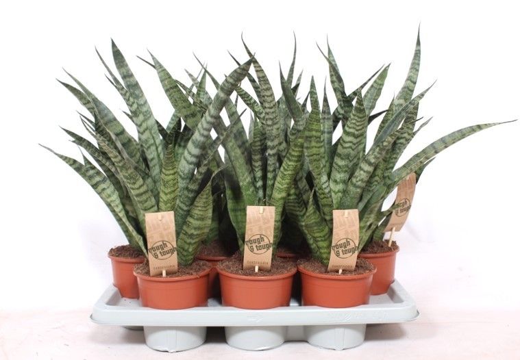 Sansevieria Diamond Green, D 14