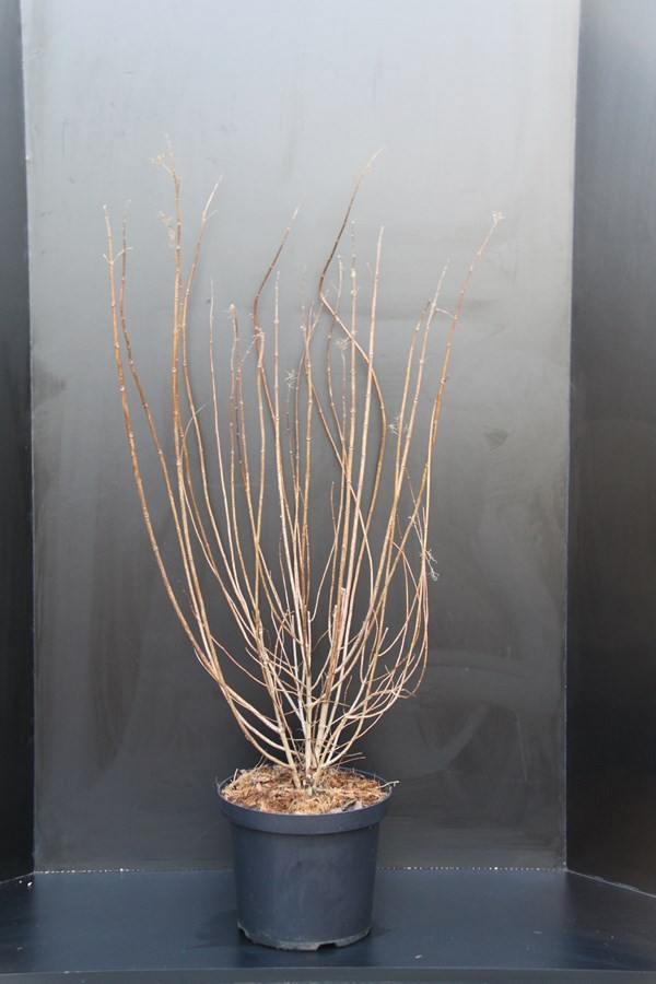 Hydrangea paniculata Limelight, D 29 cm