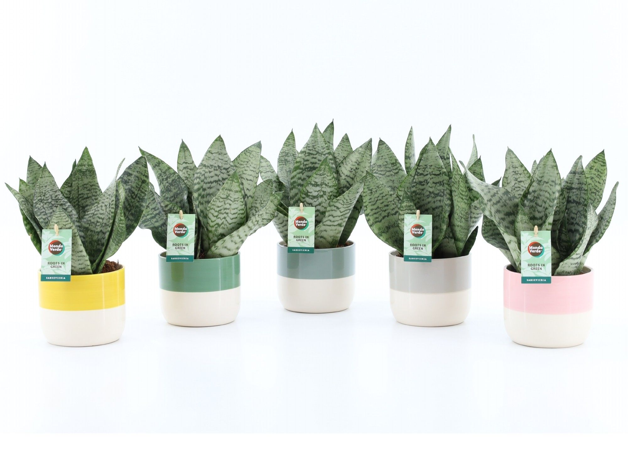 Sansevieria Black Coral in Two Tone keramiek, D 13 cm