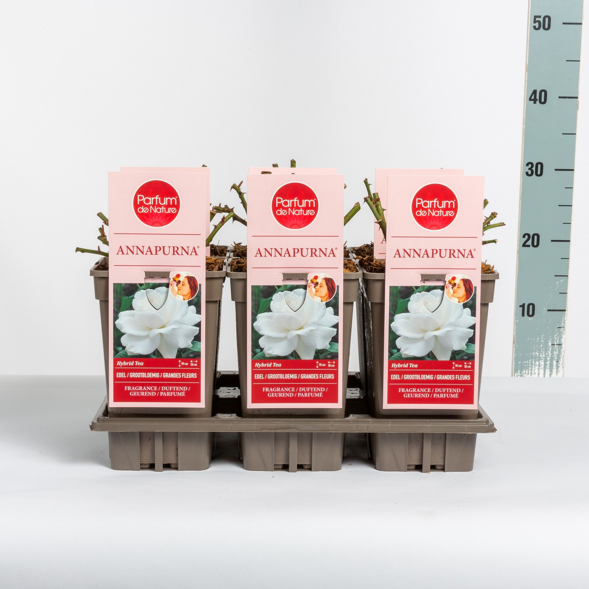 Rosa Annapurna ® 'Parfum de Nature', C3, D 17