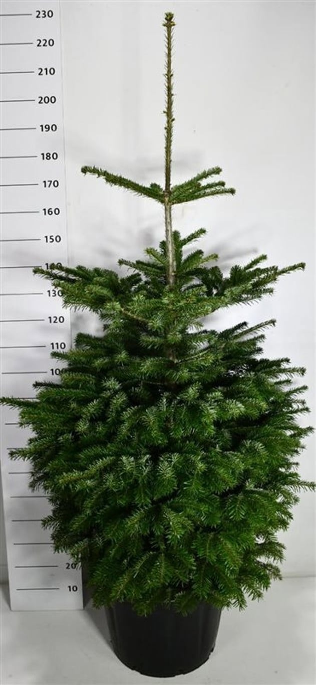 Abies nordmanniana, D 54