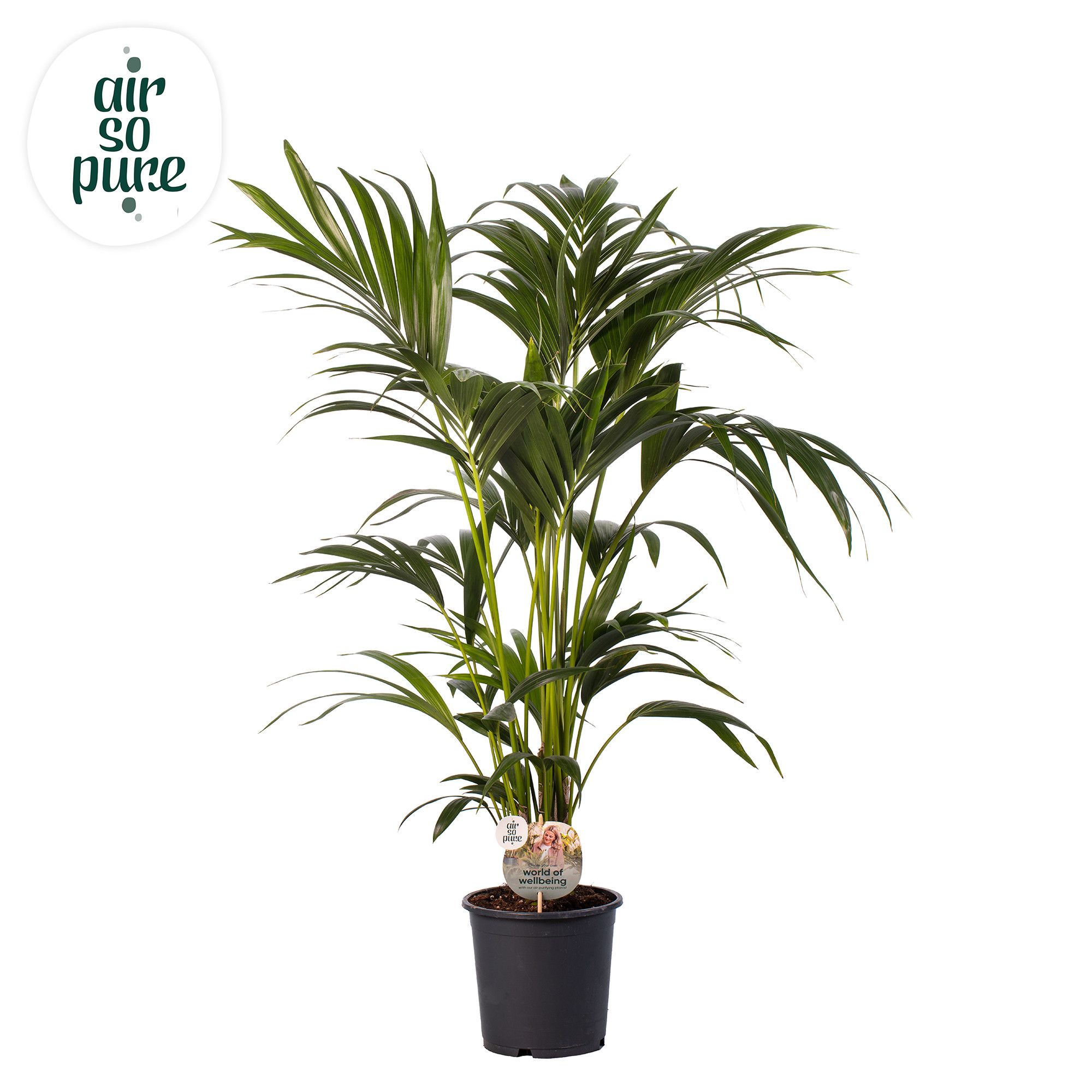 KENTIA - P21 H110 - 6PP - Air So Pure (Howea forsteriana), D 21