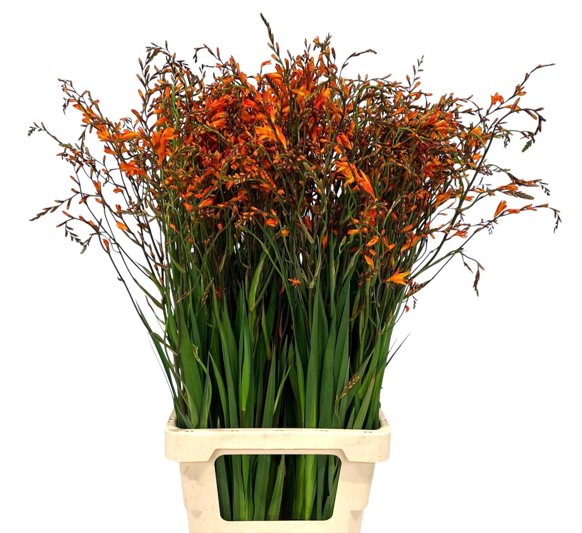 Крокосмия Лицифер 85 (оранж.), шт.