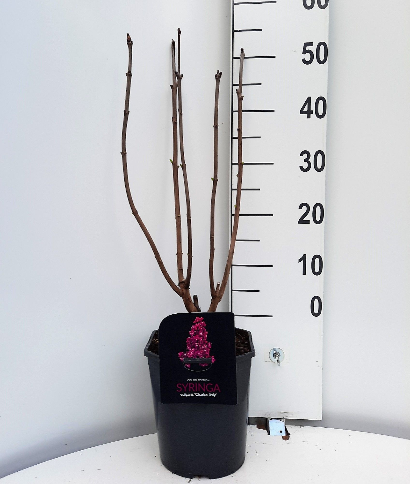 Syringa vulgaris Charles Joly, D 21