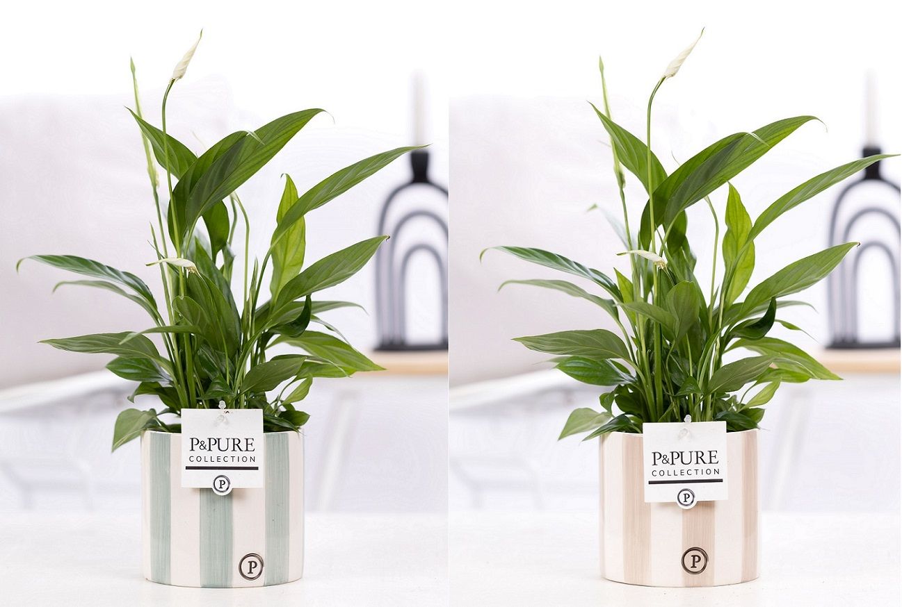 Spathiphyllum Korto in P&PURE Eline 2 ceramics ass. 2, D 12