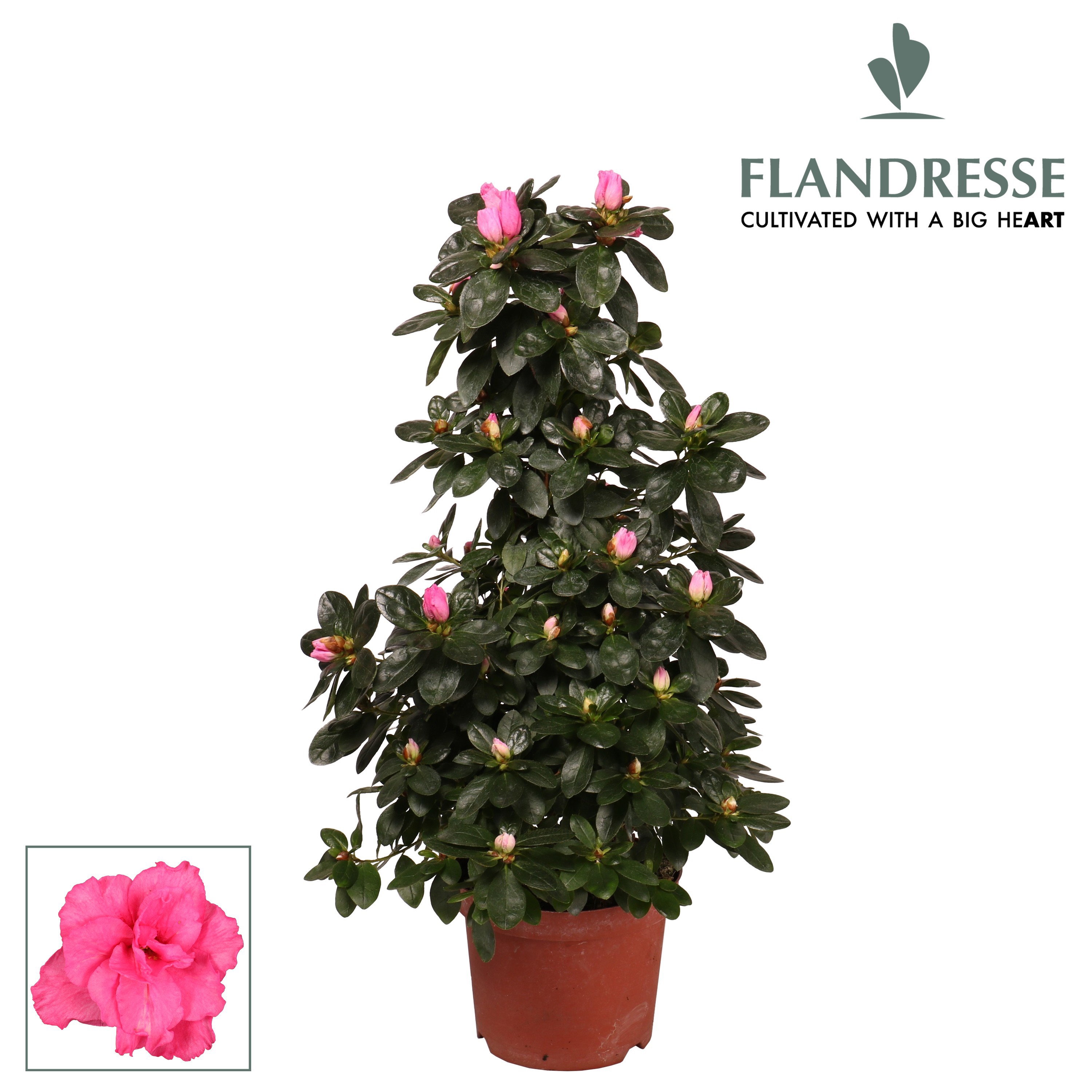 Azalea Flandresse® piramide 'roze' 65 cm, D 17