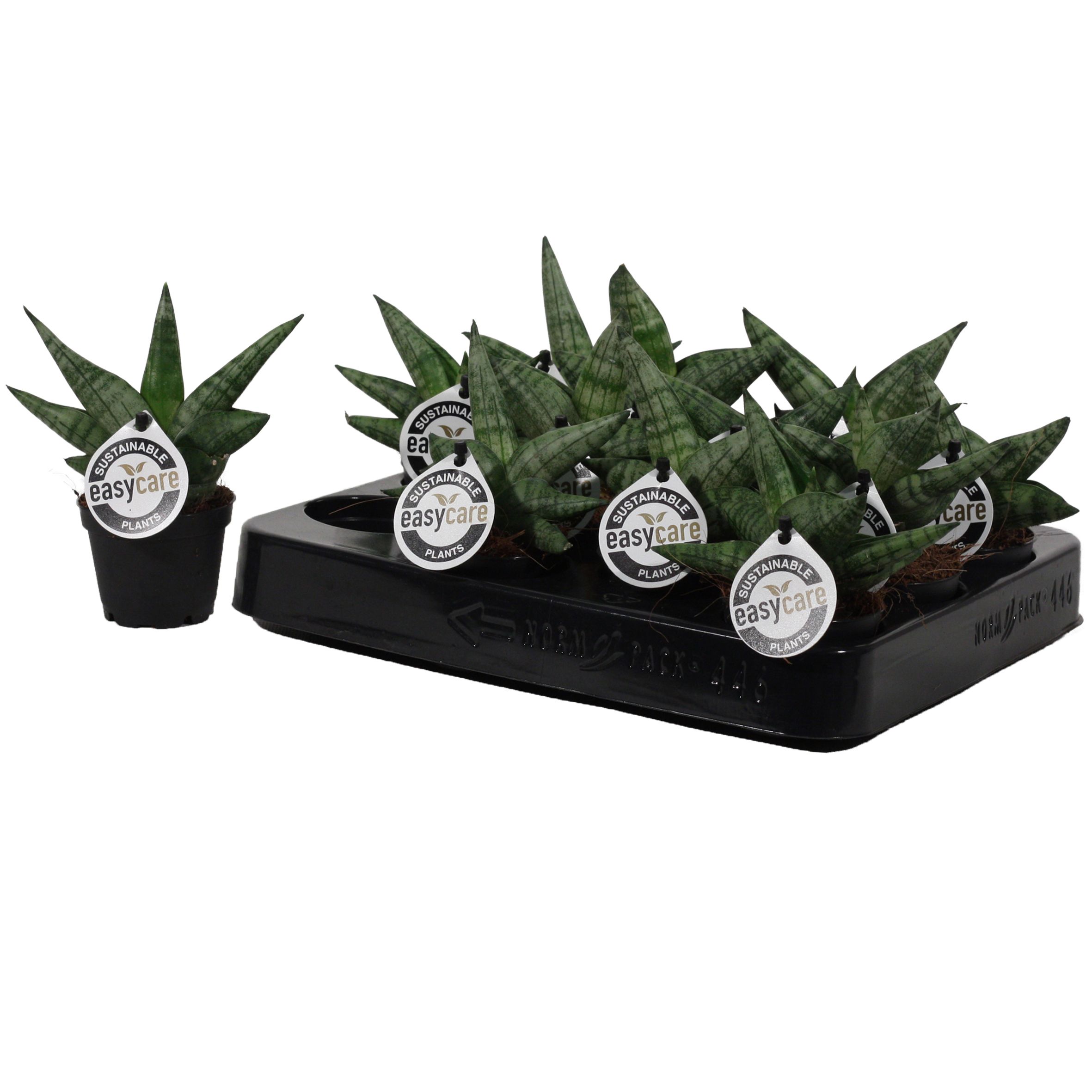Sansevieria Boncellensis 6 cm, D 6 cm Sansevieria Boncellensis 6 cm, D 6 cm