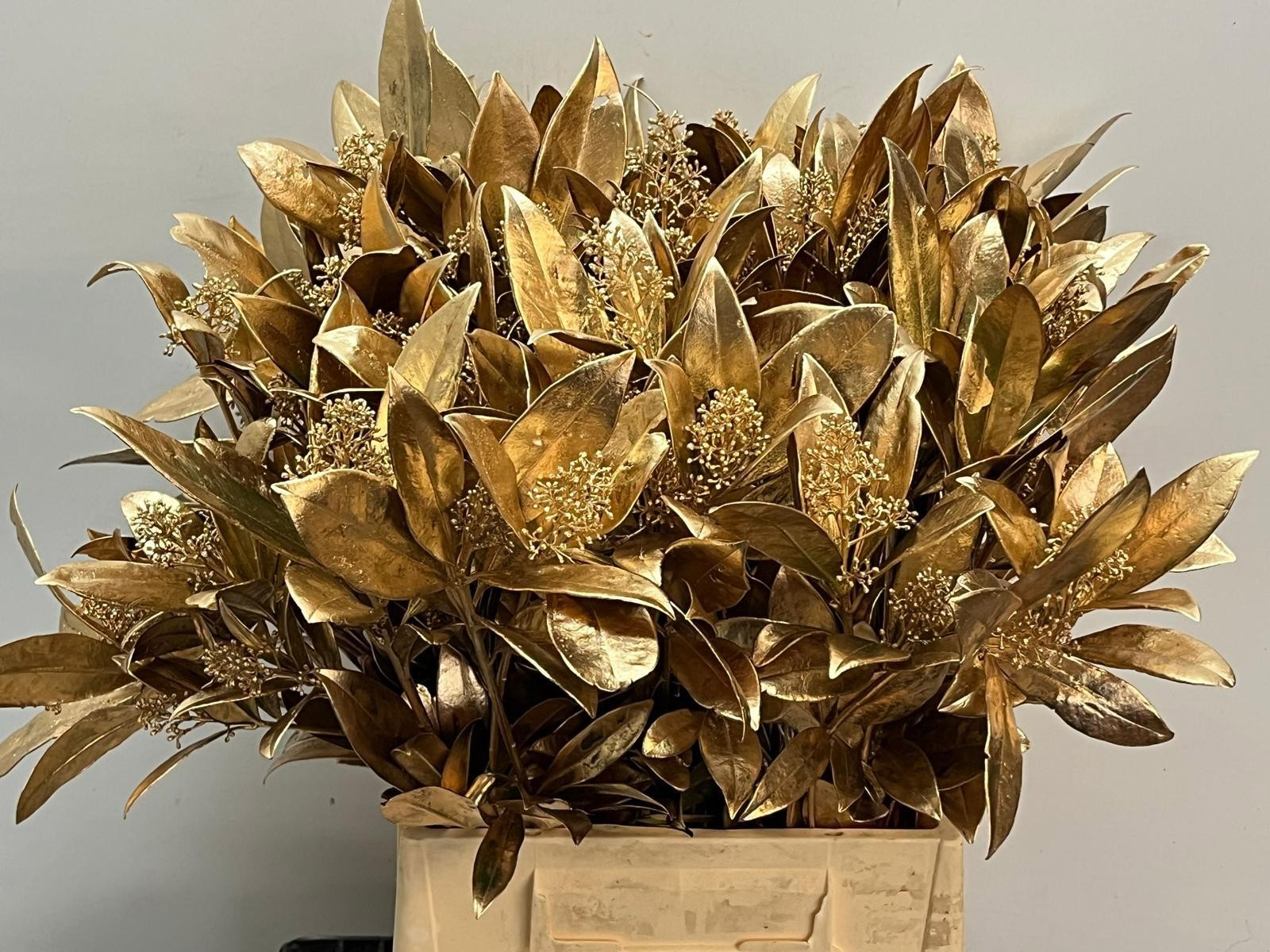 Скимия Овериг крашеный за пучок (краш. ) 40, пуч.