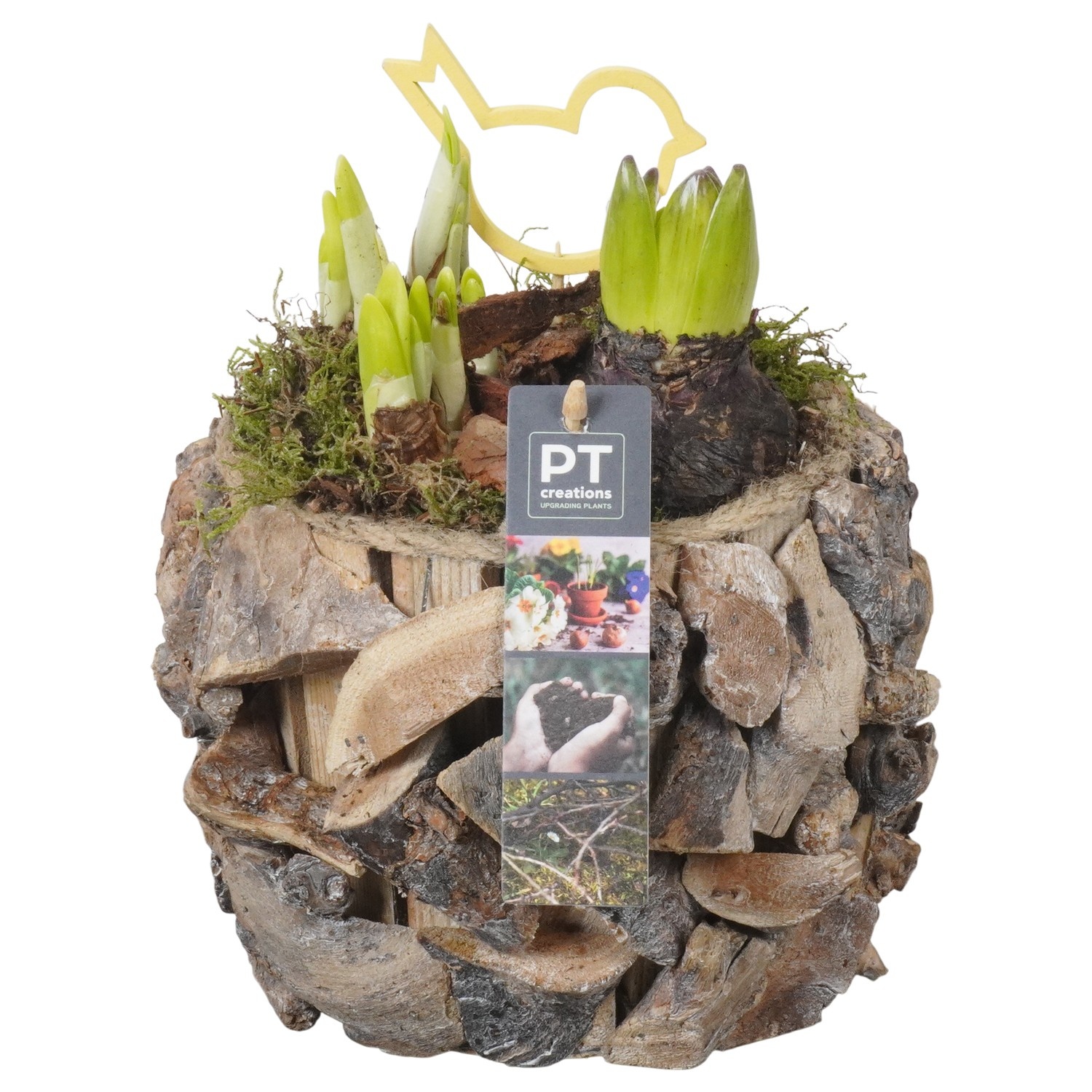 PTBM3906 Arrangement Flower Bulbs Mix in houten pot, D 14