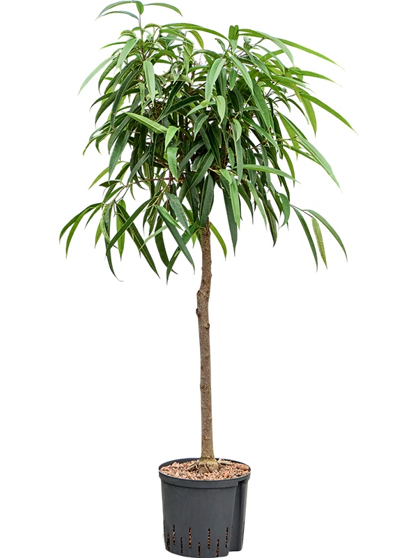 Ficus binnendijkii 'Alii', D 22