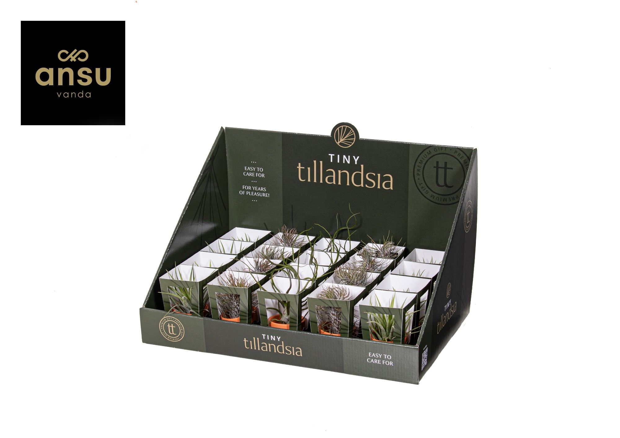 Tiny Tillandsia Mix in Terracotta pot, D 6