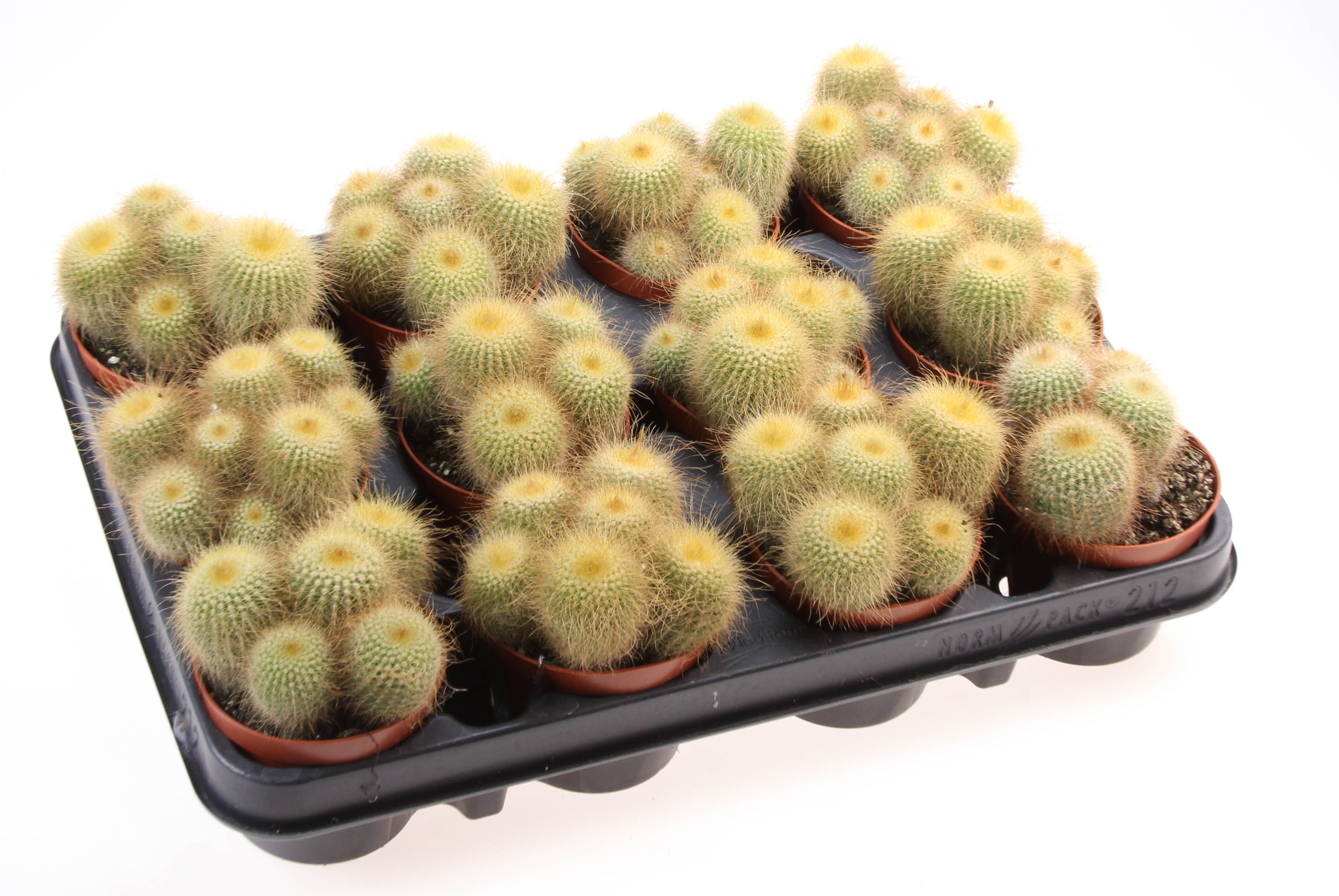 Notocactus leninghausii, D 8,5