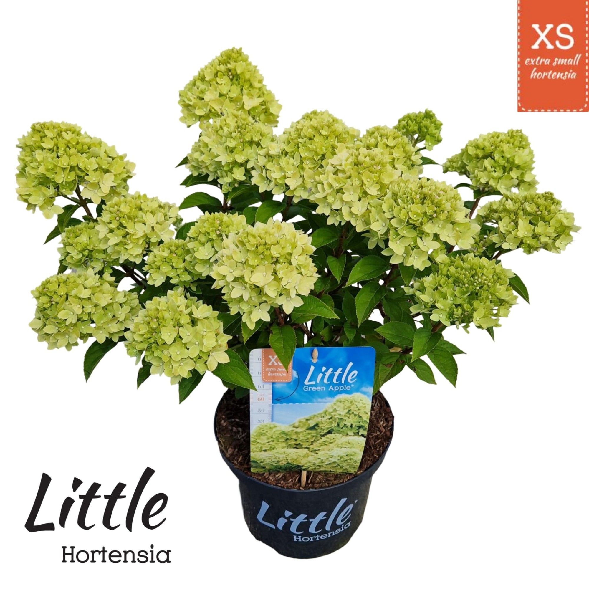 Hydrangea pan. 'Living Little Apple'®, D 23