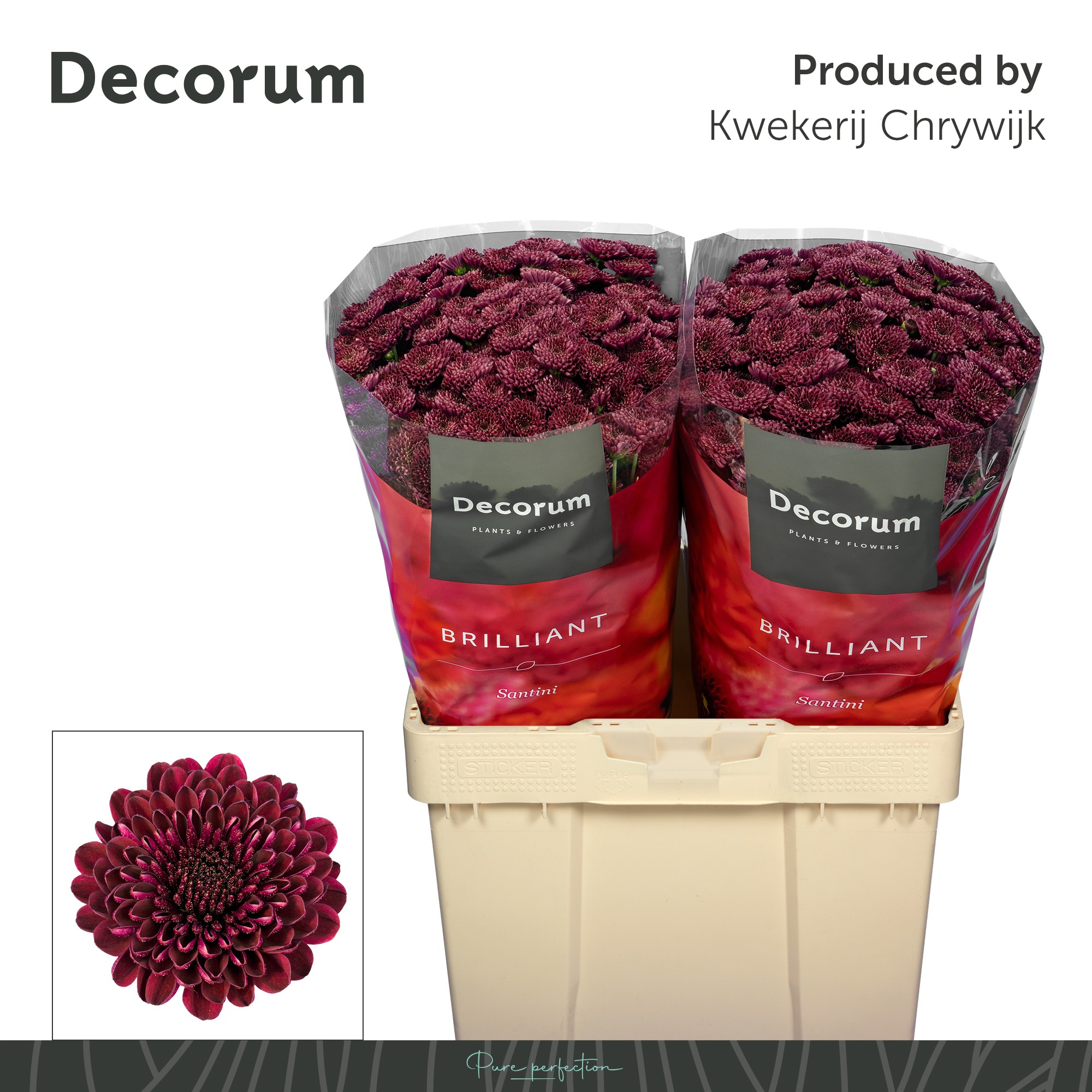 Сантини Джинда Рэд (бордо), шт.