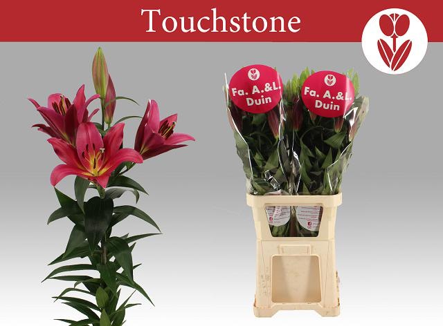 Лилия Тачстоун 105, шт.