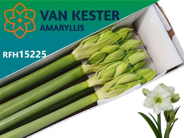 Амарилис Вайт Сенсейшн (бел.) x8, шт.