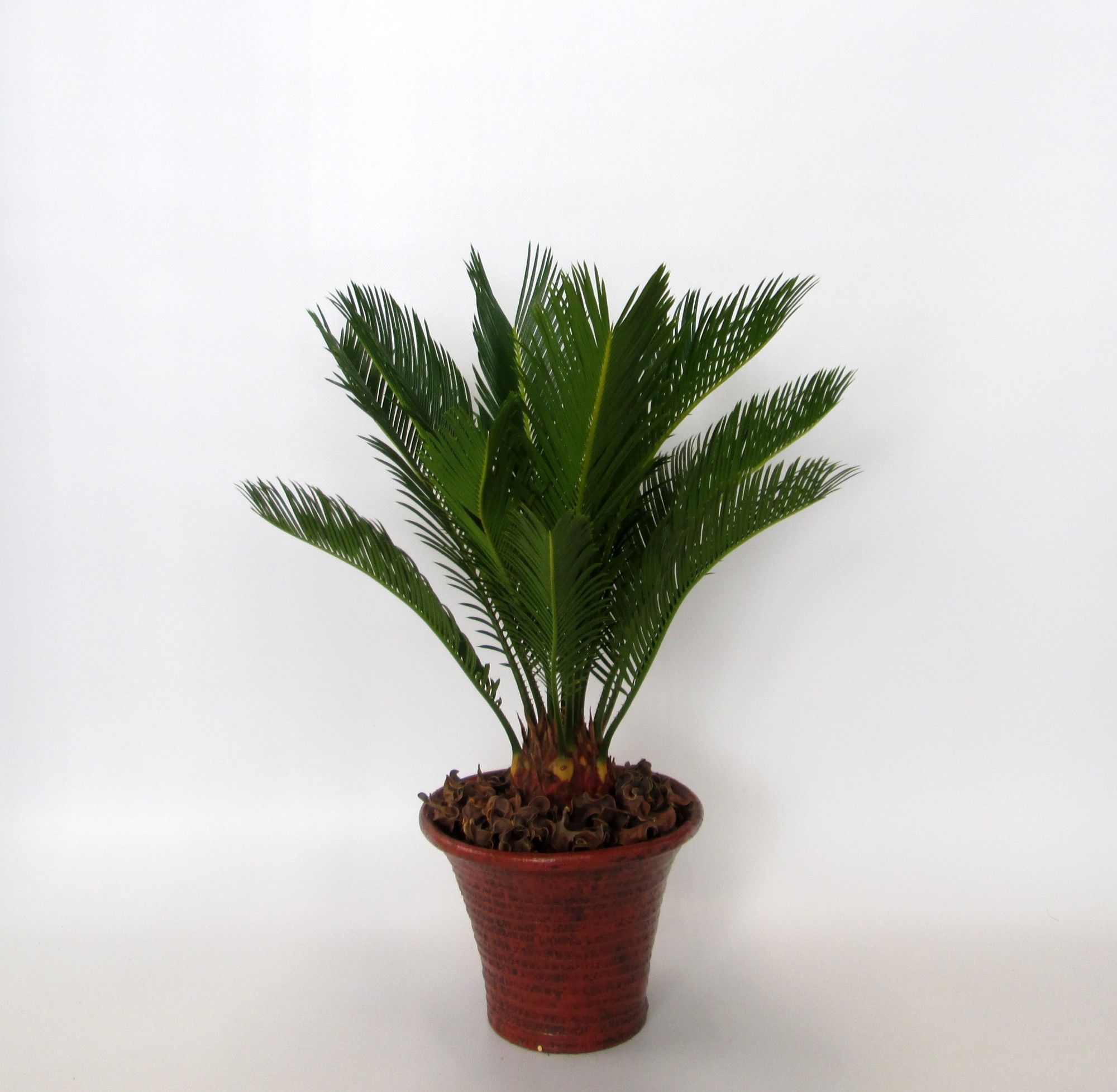 Cycas in hosta small bruin, D 19