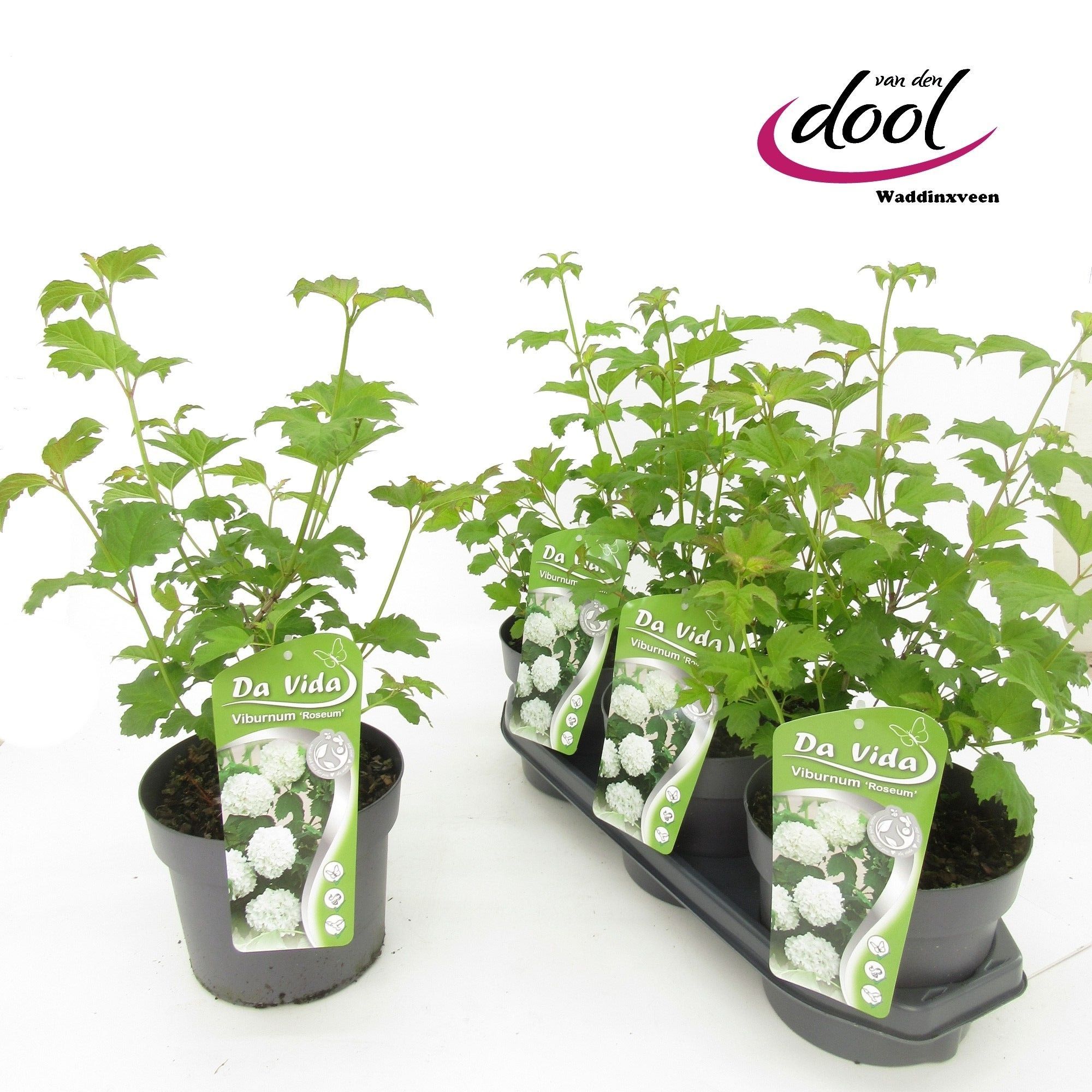 Viburnum op. Roseum, D 19