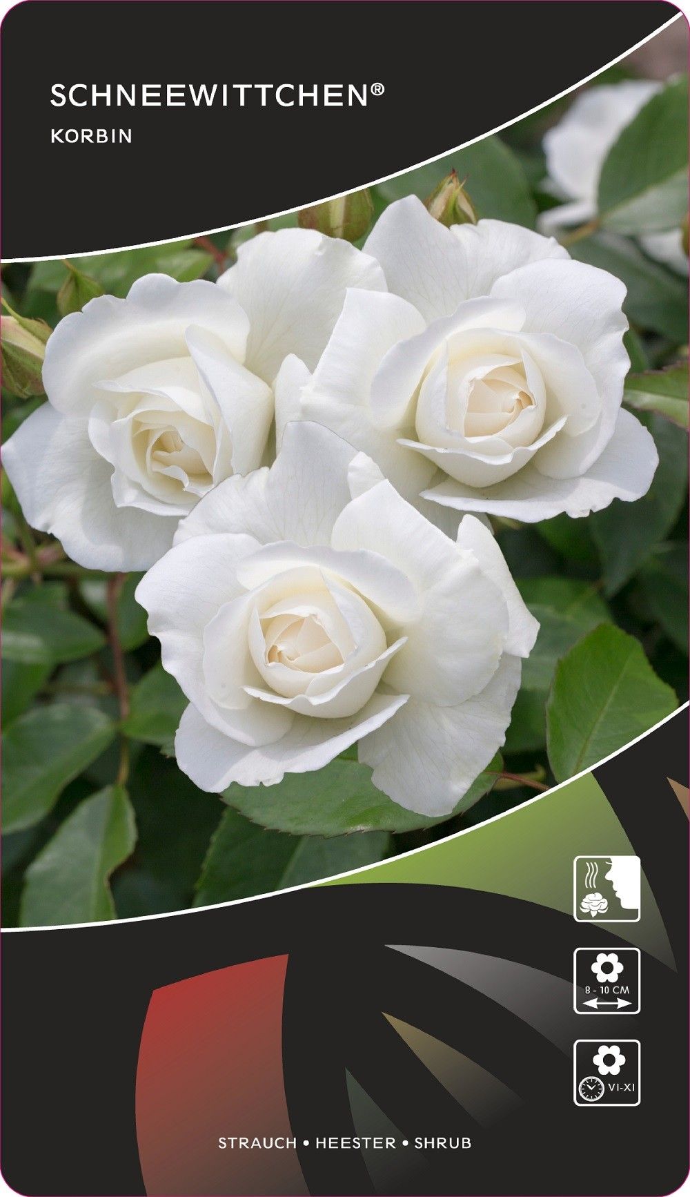 Rosa (H) Schneewittchen®, D 17