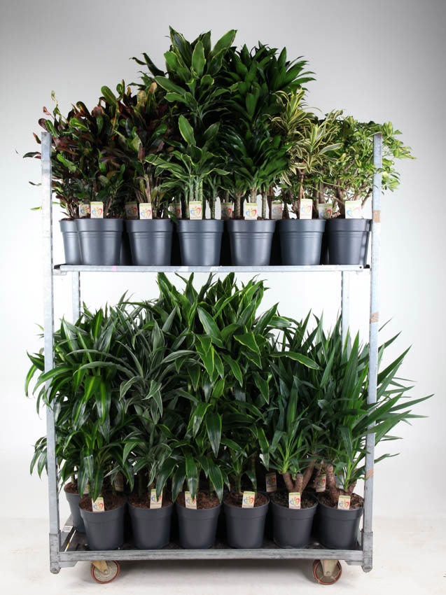 Mix Winter Promo 04, D 21