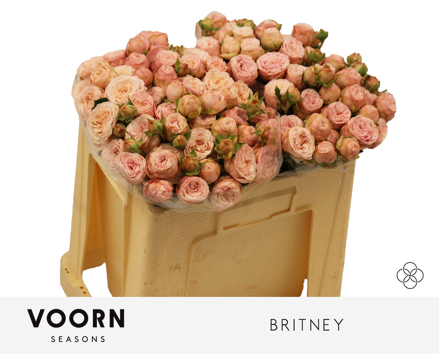 Роза куст. Бритни 50, шт.