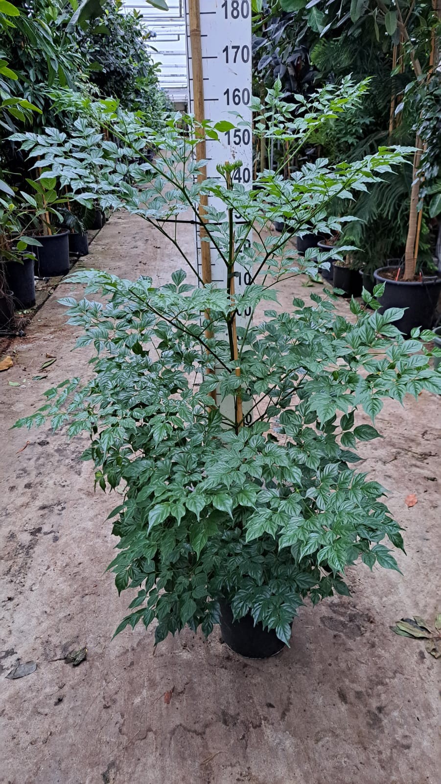 Radermachera sinica XL, D 30