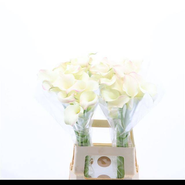 Калла Блашин Леди 70, шт.