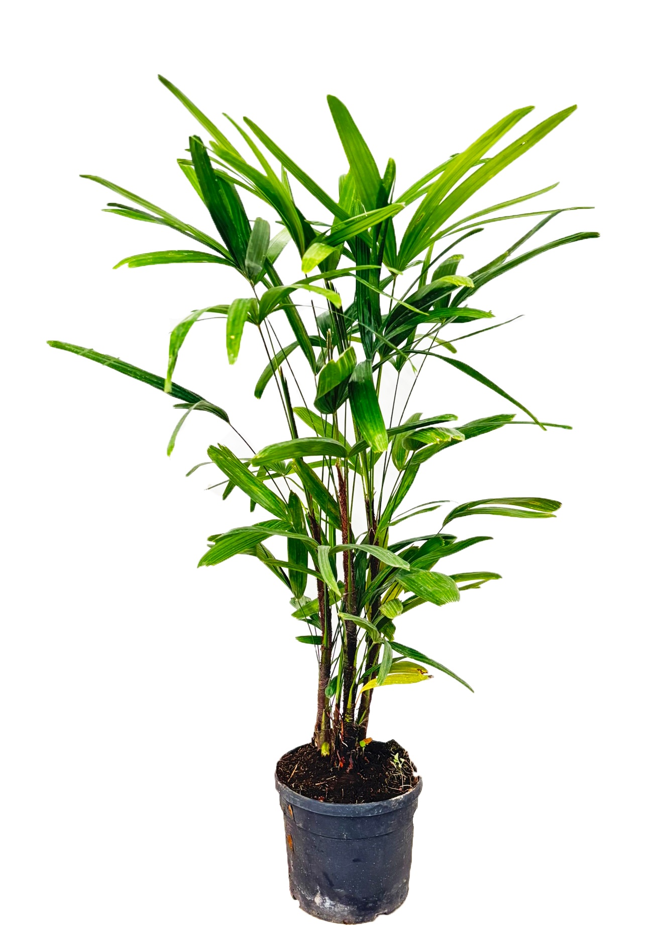 Rhapis excelsa, D 19