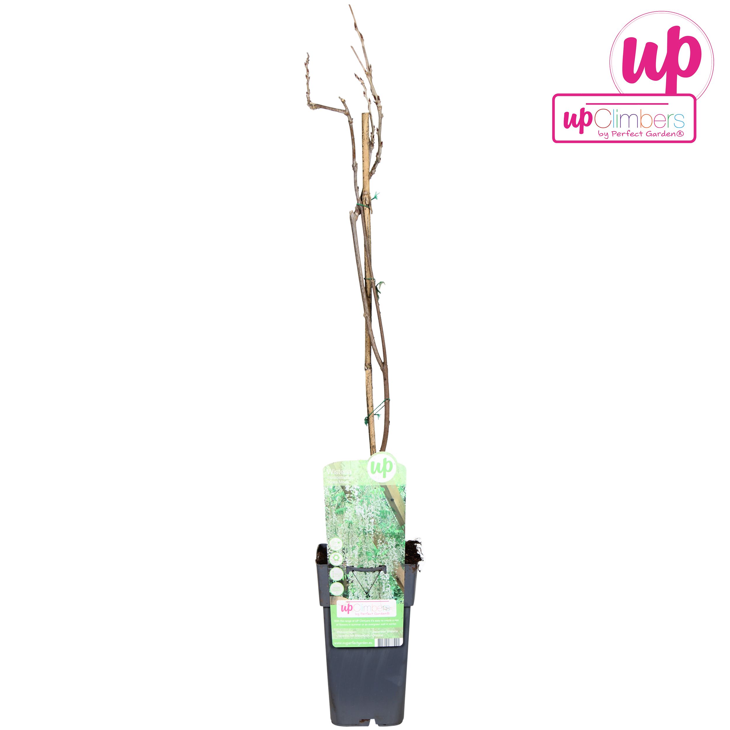 Wisteria macrostachya 'Clara Mack' P15, D 15 cm