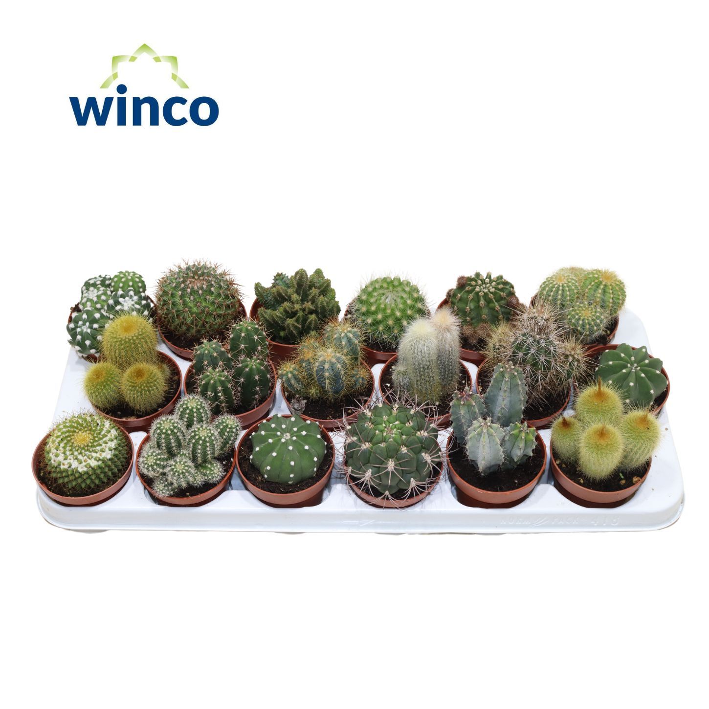 Cactus Mix (18spc.), D 8,5 cm