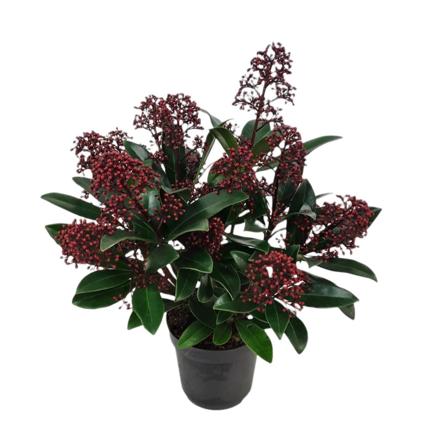 Skimmia jap 'Rubella' 10,5cm 10+ bloem, D 10,5