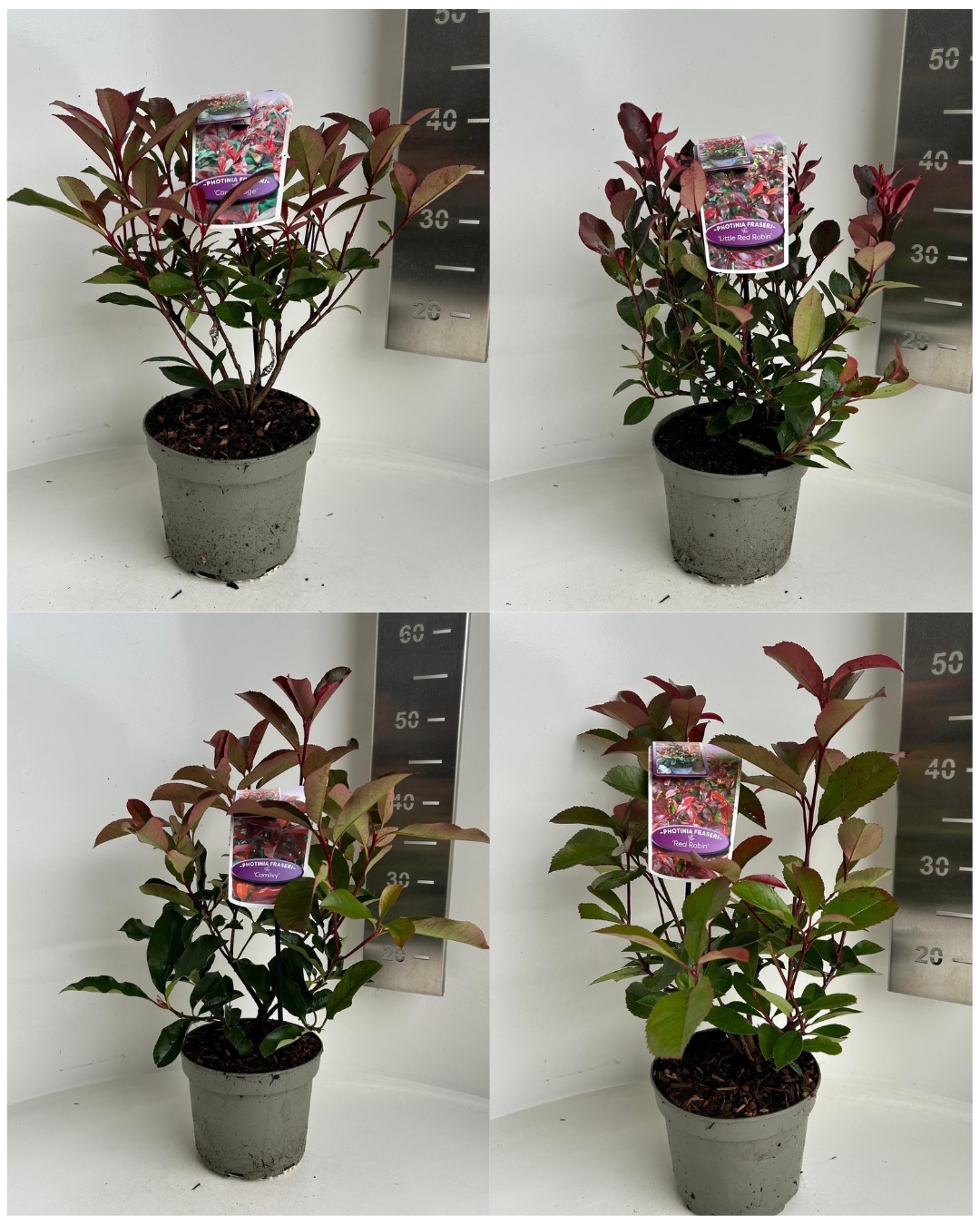 Photinia mix (minimum order one layer), D 17