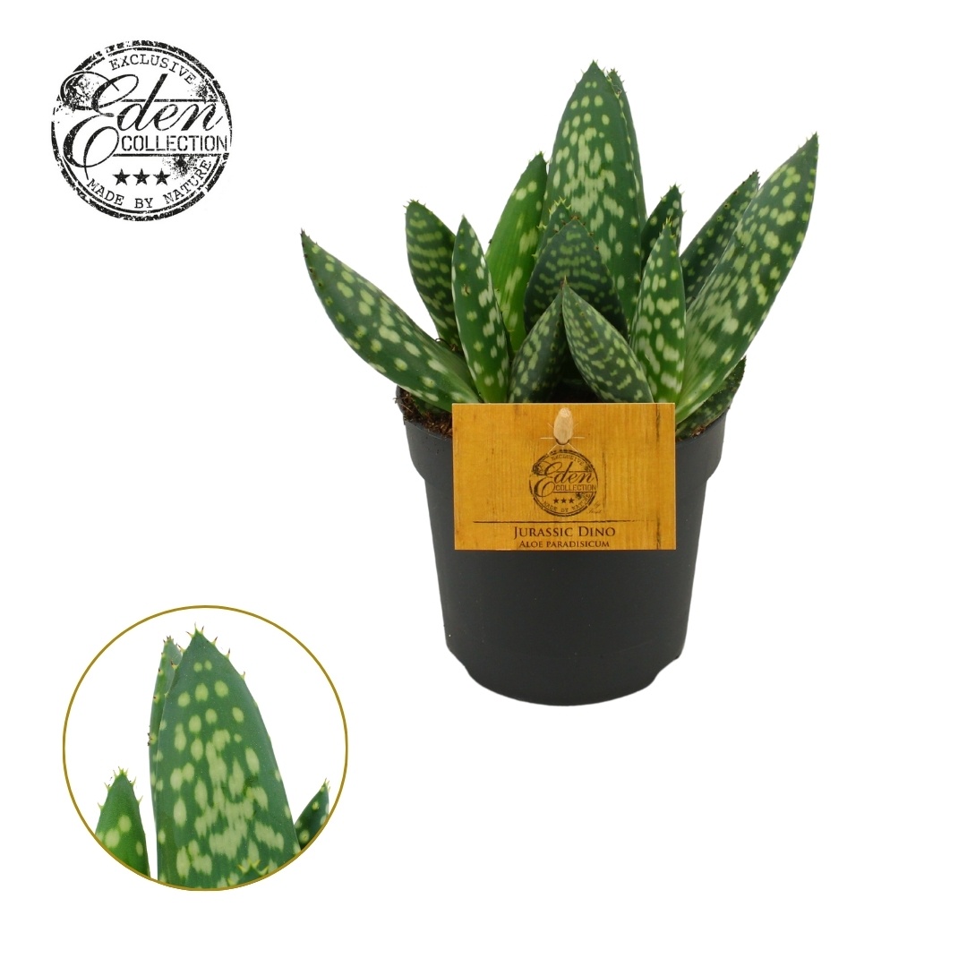 Aloe Paradisicum 10,5cm, D 10,5 cm