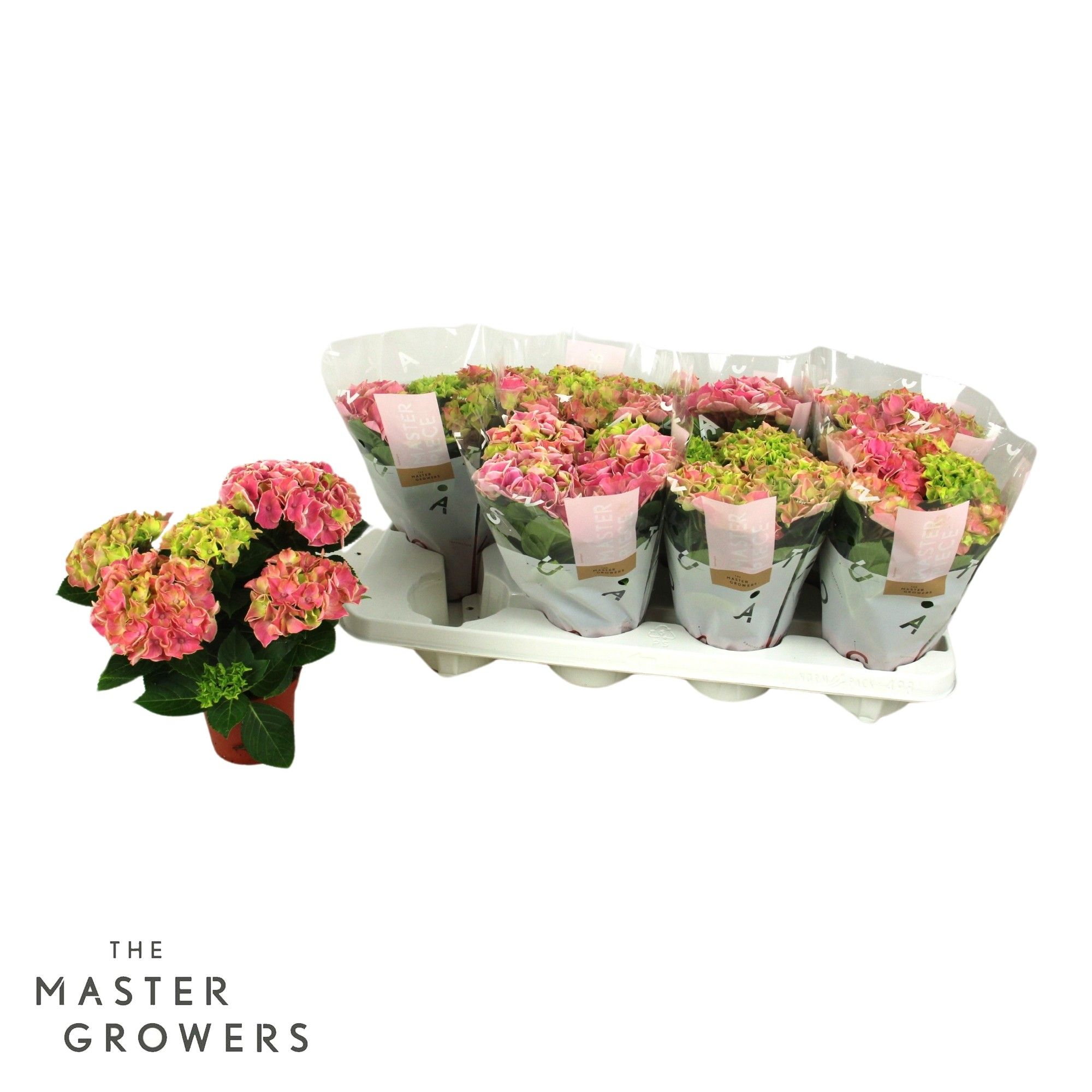 Hydrangea macr. 10cm Candy Heart Pink 3+ bloem, D 10